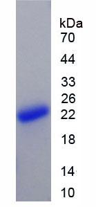 Figure 2. SDS-PAGE