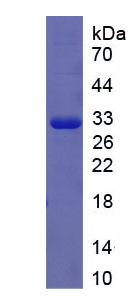 Figure 1. SDS-PAGE