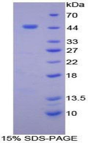 Figure 1. SDS-PAGE