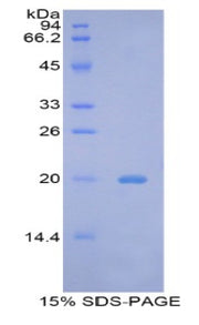 Figure 1. SDS-PAGE
