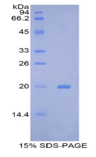 Figure 1. SDS-PAGE