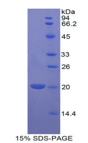 Figure 1. SDS-PAGE