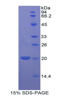 Figure 1. SDS-PAGE