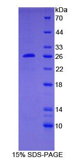 Figure 1. SDS-PAGE