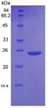 Figure 2. SDS-PAGE
