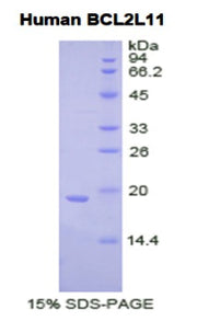 Figure 1. SDS-PAGE
