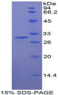 Figure 1. SDS-PAGE