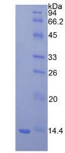 Figure 2. SDS-PAGE