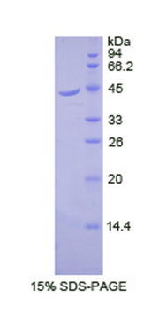 Figure 1. SDS-PAGE