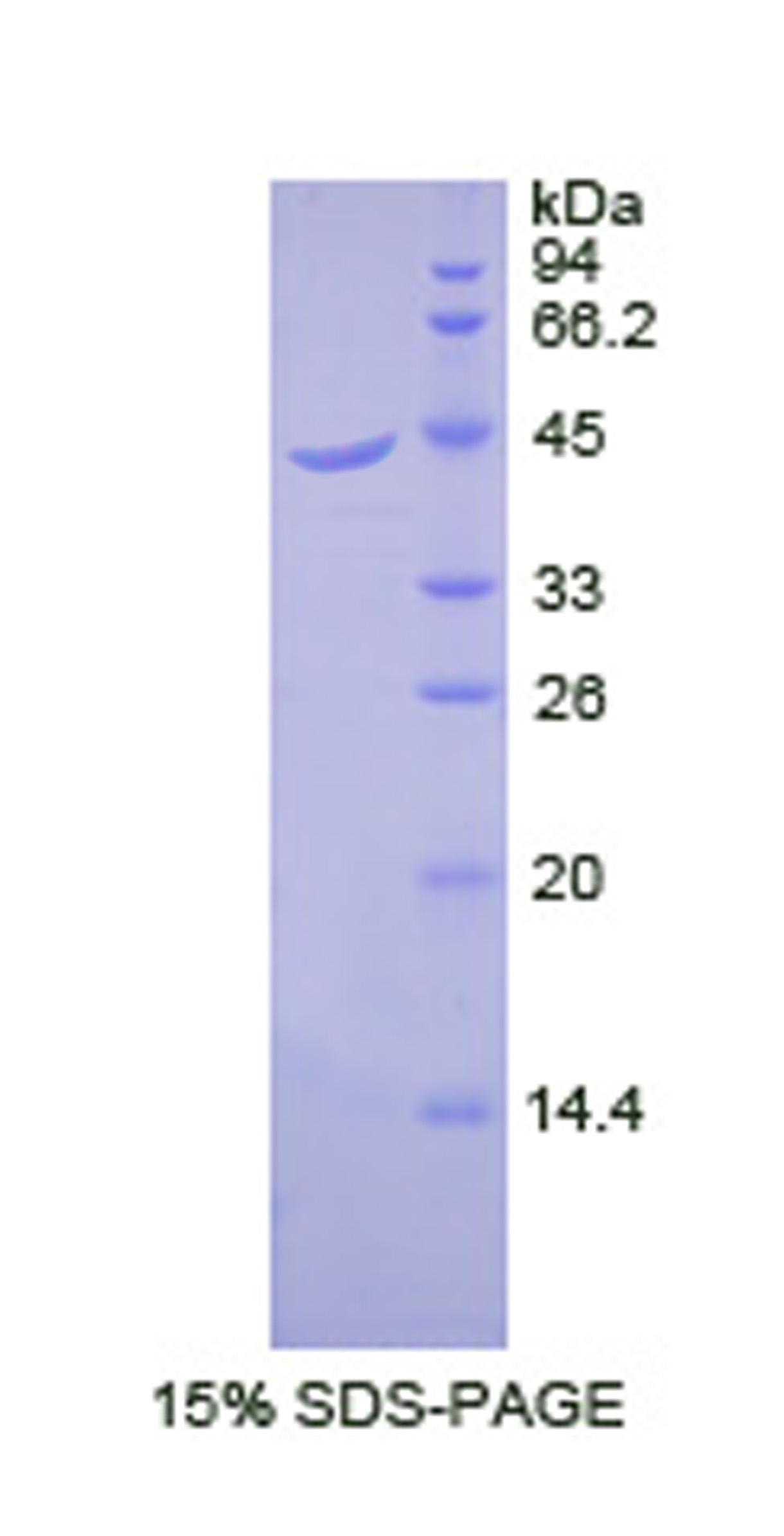 Figure 1. SDS-PAGE