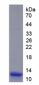 Figure 1. SDS-PAGE