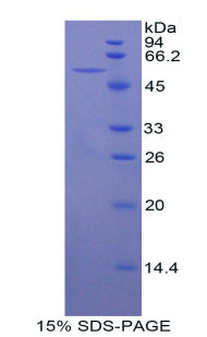 Figure 1. SDS-PAGE