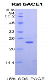 Figure 1. SDS-PAGE