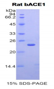 Figure 1. SDS-PAGE