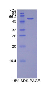 Figure 1. SDS-PAGE