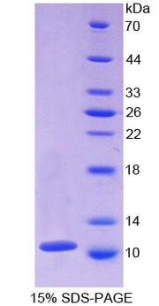 Figure 1. SDS-PAGE