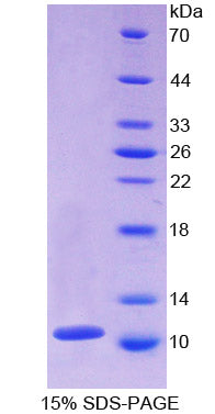 Figure 1. SDS-PAGE