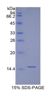 Figure 1. SDS-PAGE