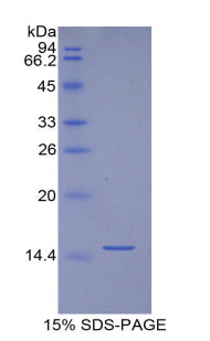 Figure 1. SDS-PAGE