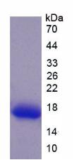 Figure 2. SDS-PAGE