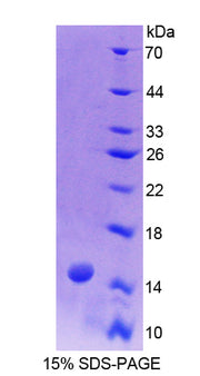 Figure 1. SDS-PAGE