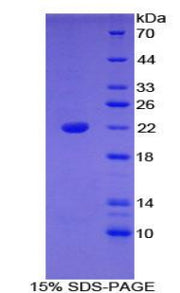 Figure 1. SDS-PAGE