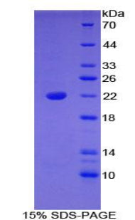 Figure 1. SDS-PAGE