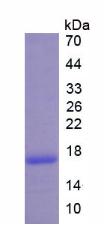 Figure 2. SDS-PAGE
