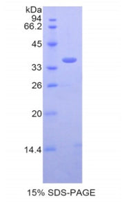 Figure 1. SDS-PAGE