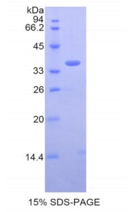 Figure 1. SDS-PAGE