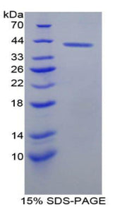 Figure 1. SDS-PAGE