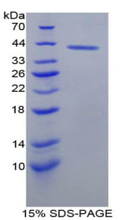 Figure 1. SDS-PAGE