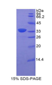 Figure 1. SDS-PAGE
