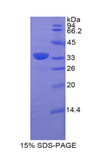 Figure 1. SDS-PAGE