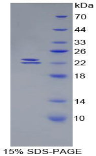 Figure 1. SDS-PAGE