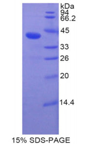 Figure 1. SDS-PAGE