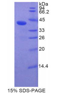 Figure 1. SDS-PAGE