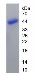Figure 2. SDS-PAGE