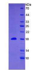 Figure 2. SDS-PAGE