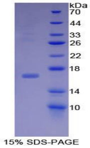 Figure 1. SDS-PAGE