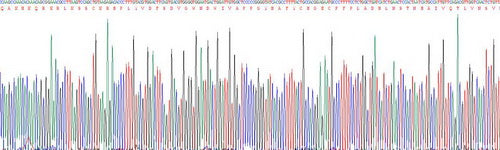 Recombinant Human Bone Morphogenetic Protein 2 (BMP2)