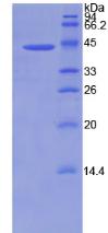 Figure 3. SDS-PAGE