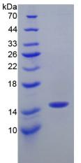 Figure 2. SDS-PAGE