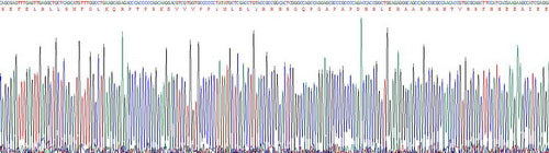 Recombinant Rat Bone Morphogenetic Protein 2 (BMP2)
