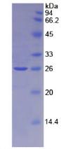 Figure 3. SDS-PAGE