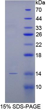 Figure 1. SDS-PAGE