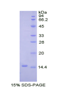 Figure 1. SDS-PAGE
