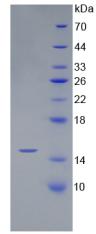 Figure 2. SDS-PAGE