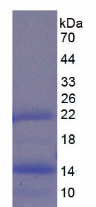 Figure 2. SDS-PAGE