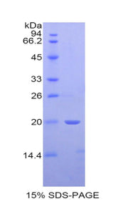 Figure 1. SDS-PAGE